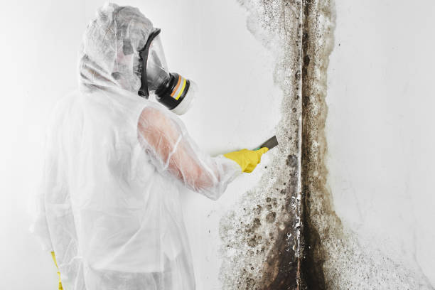 Best Health and Safety Mold Remediation in Salmon, ID