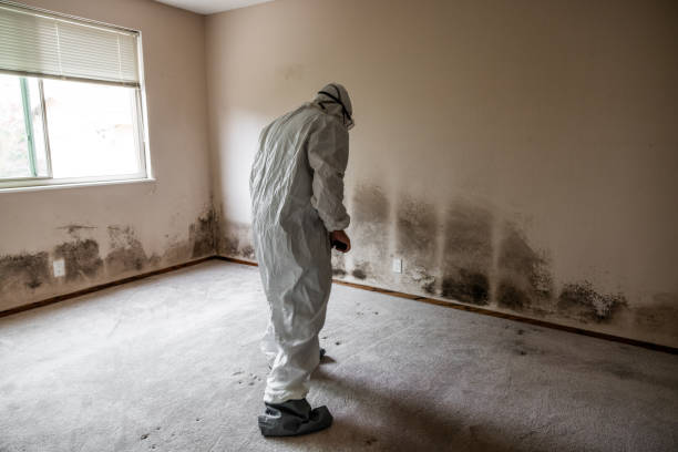 Best Residential Mold Remediation in Salmon, ID